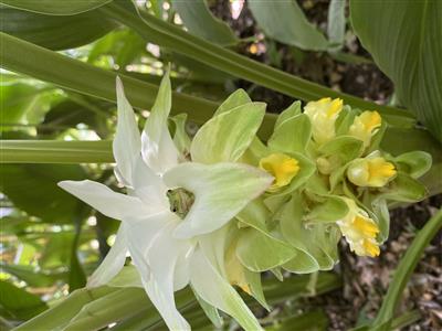 護られてるカエル