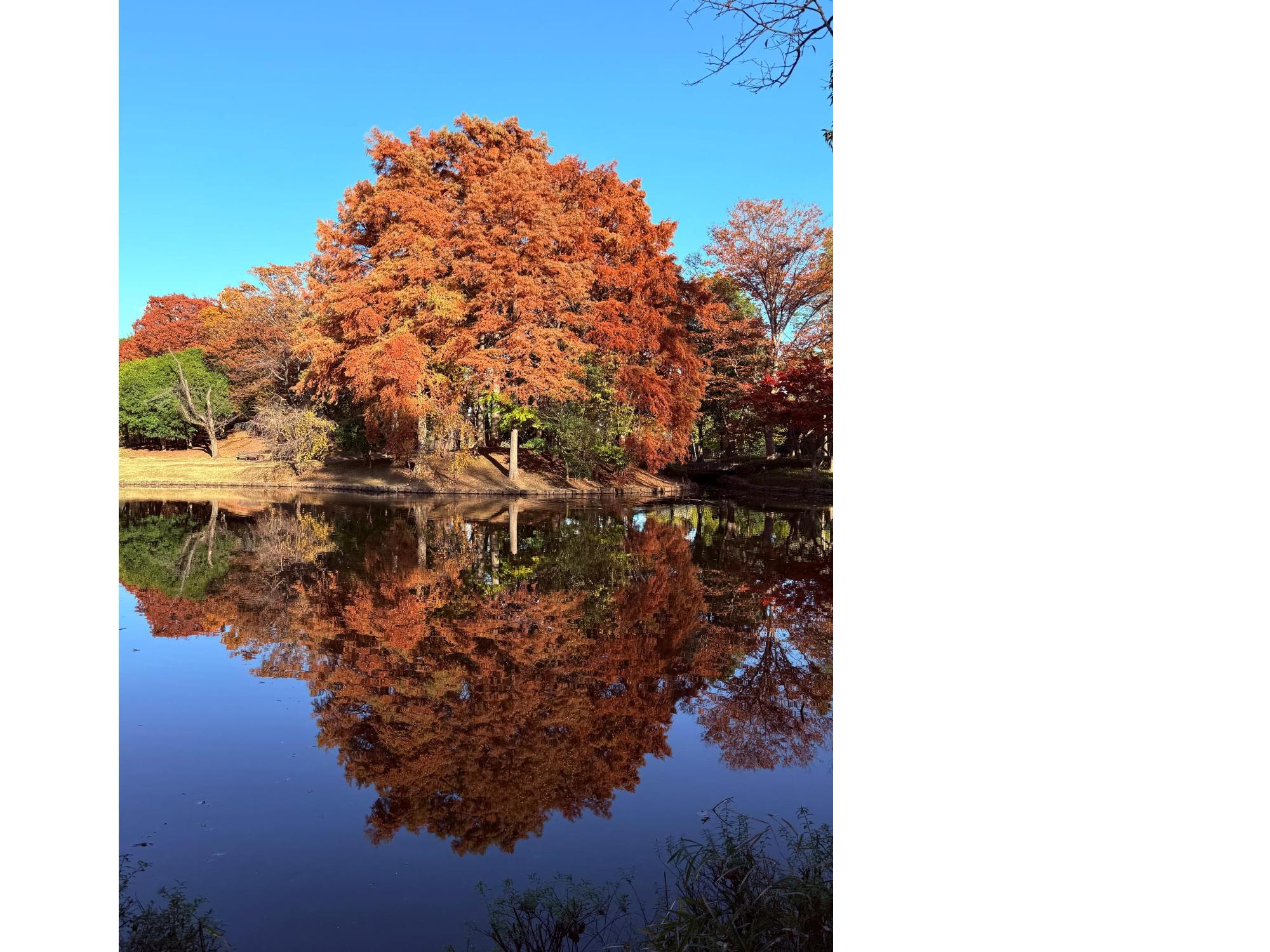 松代公園の紅葉