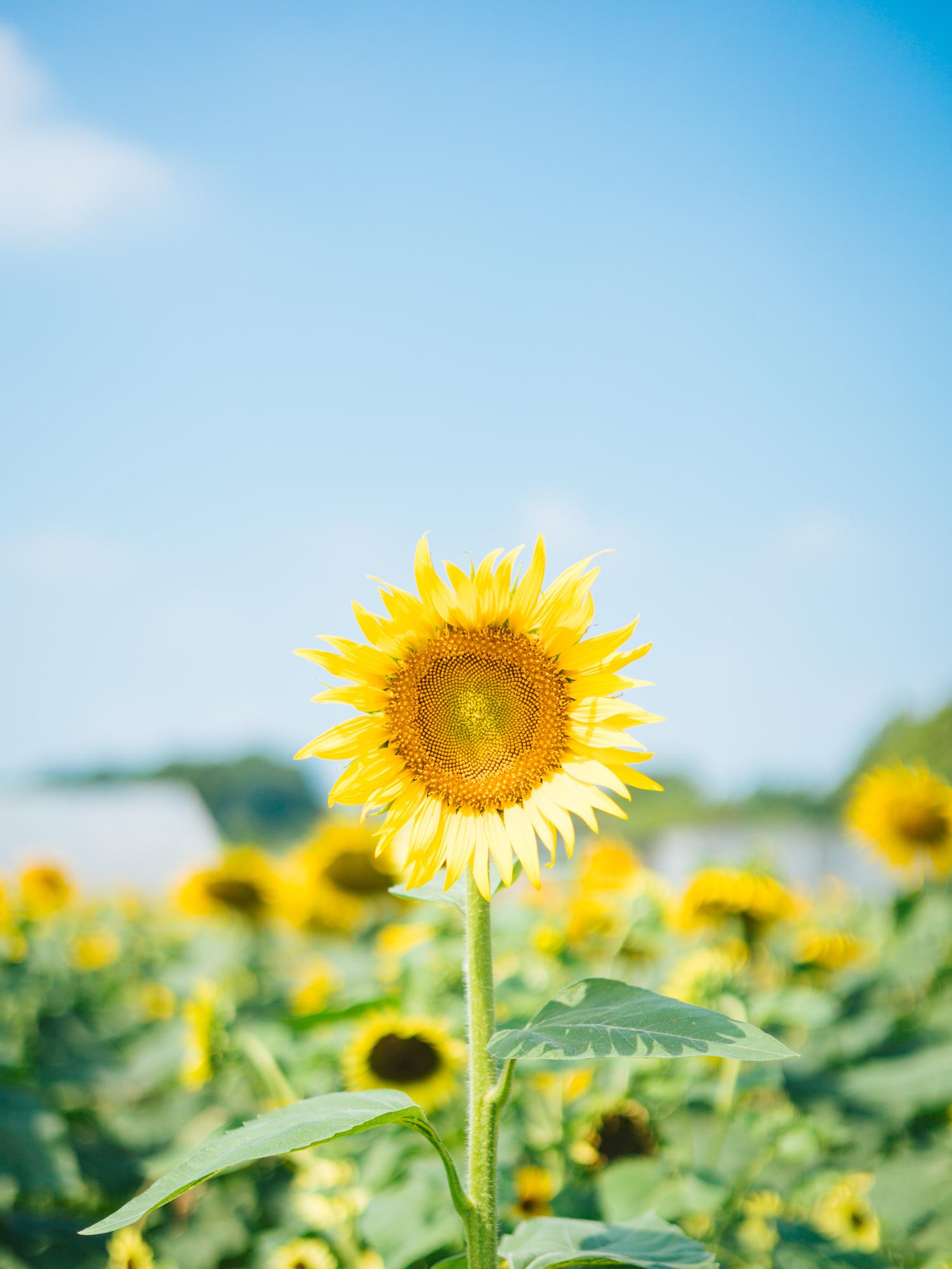 つくばで過ごす夏休み