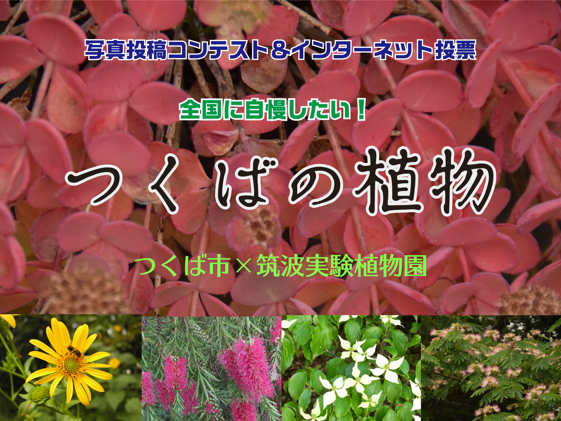 つくば市映えスポット＆インターネット投票