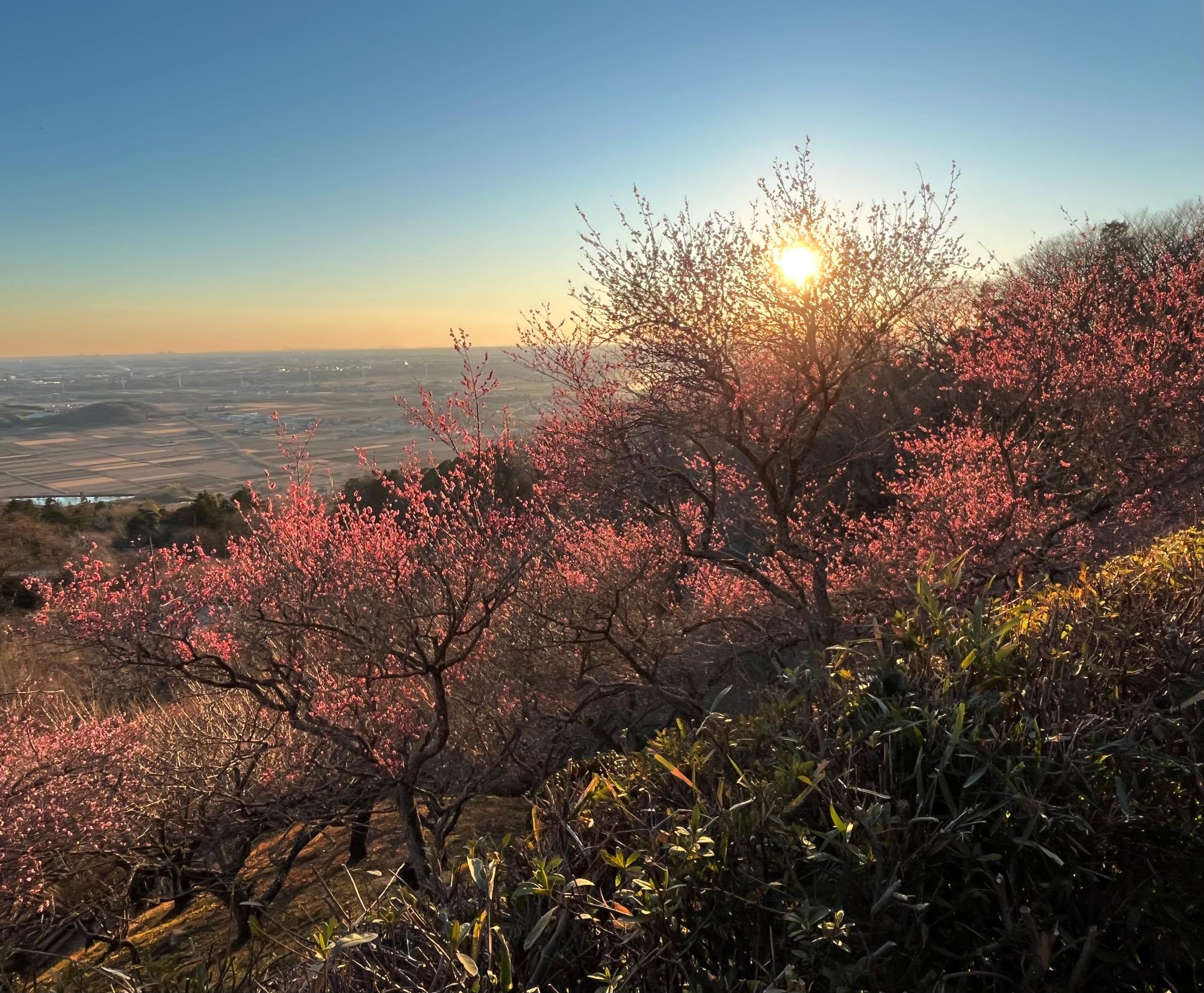 夕陽に映える梅林
