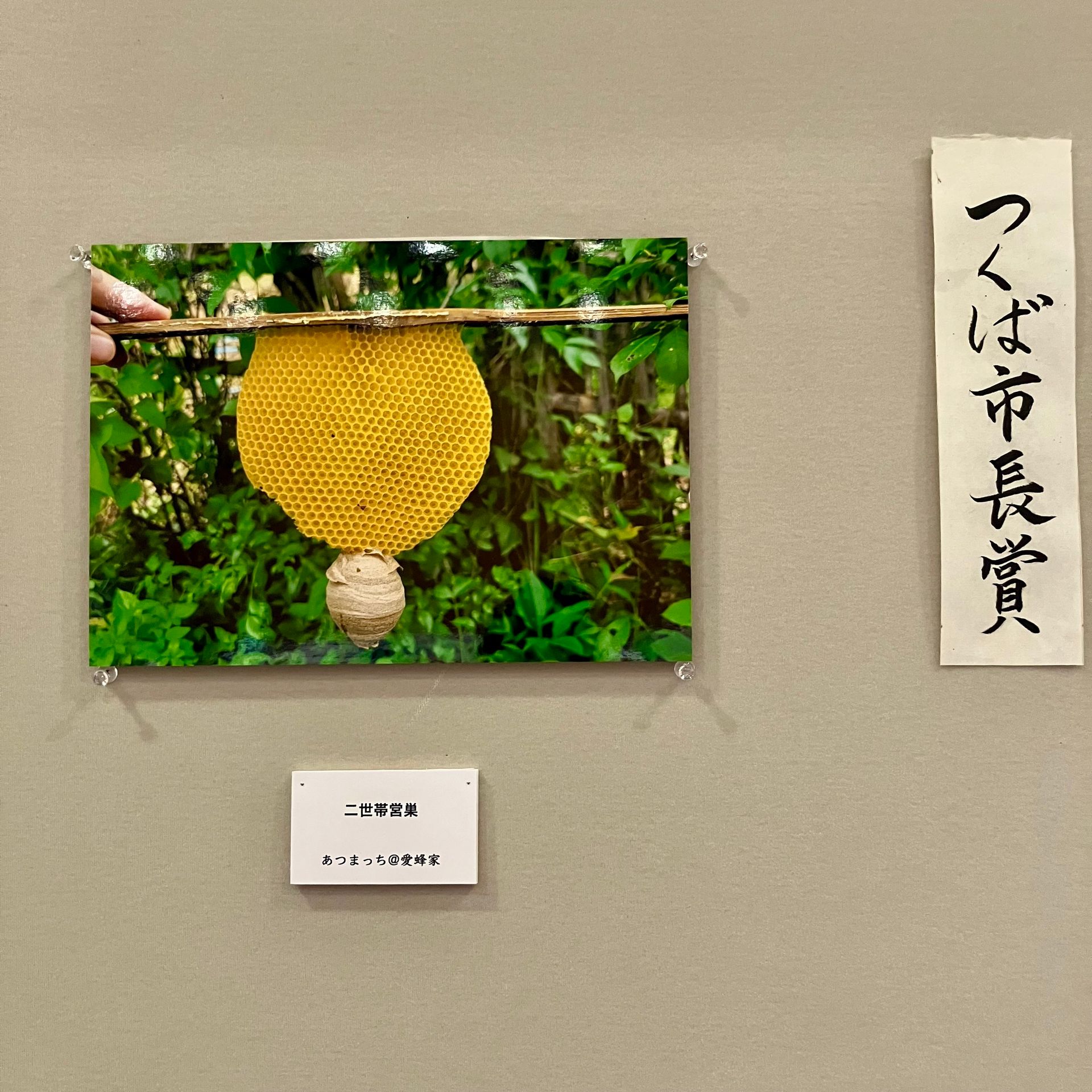 つくば市長賞を受賞した作品