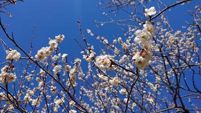 白い梅が青空を背景に咲いている写真