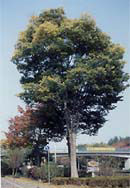 市の木「ケヤキ」の写真
