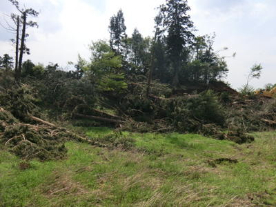 竜巻で倒れた木々の写真