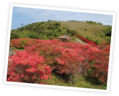 赤い花を咲かせた木が並んでいる写真