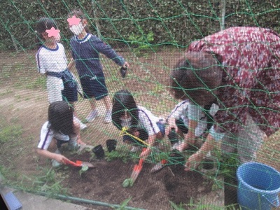 先生と子ども達が一緒にゴーヤの苗を植えいている様子の写真