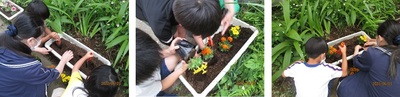 先生と子ども達が花植えをしている写真