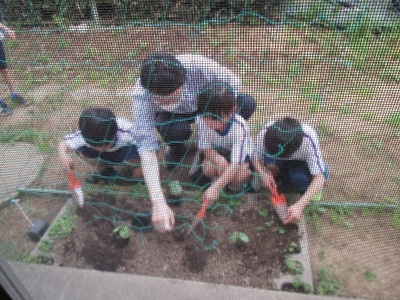 先生と子ども達がゴーヤの苗を植えいている写真