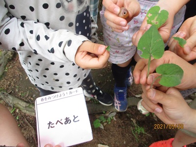 子ども達が見つけた木の実や葉っぱの写真