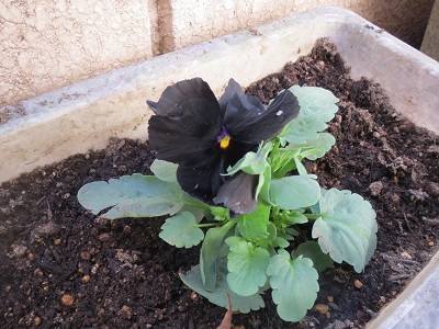 珍しい、黒色のパンジーを植えてみました。