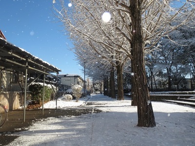 木に積もった雪が風が吹きキラキラ舞っています。