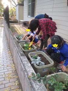 上級生が、根が浮き出てるところや浅く植わってるところなどを点検し、直してくれました。