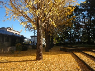 銀杏の葉が落ちて積もるようになってます。