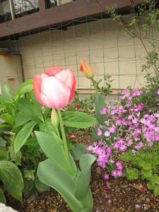 ピンクのチューリップの花の写真