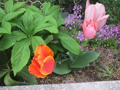 ピンクと赤のチューリップの花の写真