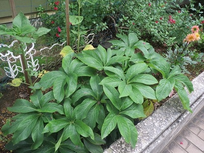 クリスマスローズの生長の早さにビックリです！ひまわりを植えましたよ。花が咲くのが楽しみです。