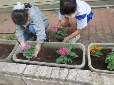 慣れた手つきでプランターに花植えを開始する女子児童の写真