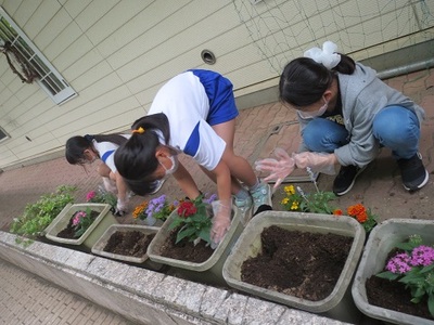 手際よくプランターに花植えをしている女子児童の写真