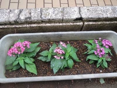 プランターに3つ植えられたピンクの小花の写真