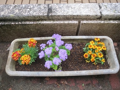 黄色、パープル等、プランターに植えられた3種の花の写真