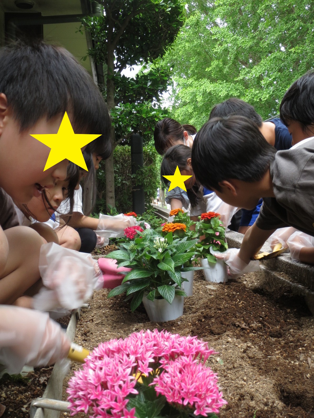 子どもたちが花を植えている様子