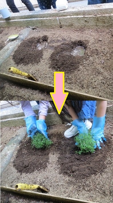 花植え開始