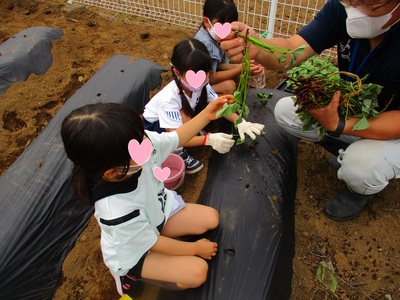 植え付けをしている様子の写真