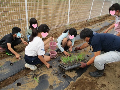 先生に教わりながら植え付けをしている様子の写真