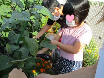 野菜を収穫している様子の子どもたちの写真