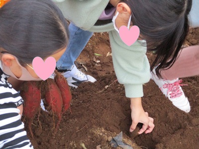 こどもたちが芋ほりをしている様子の写真