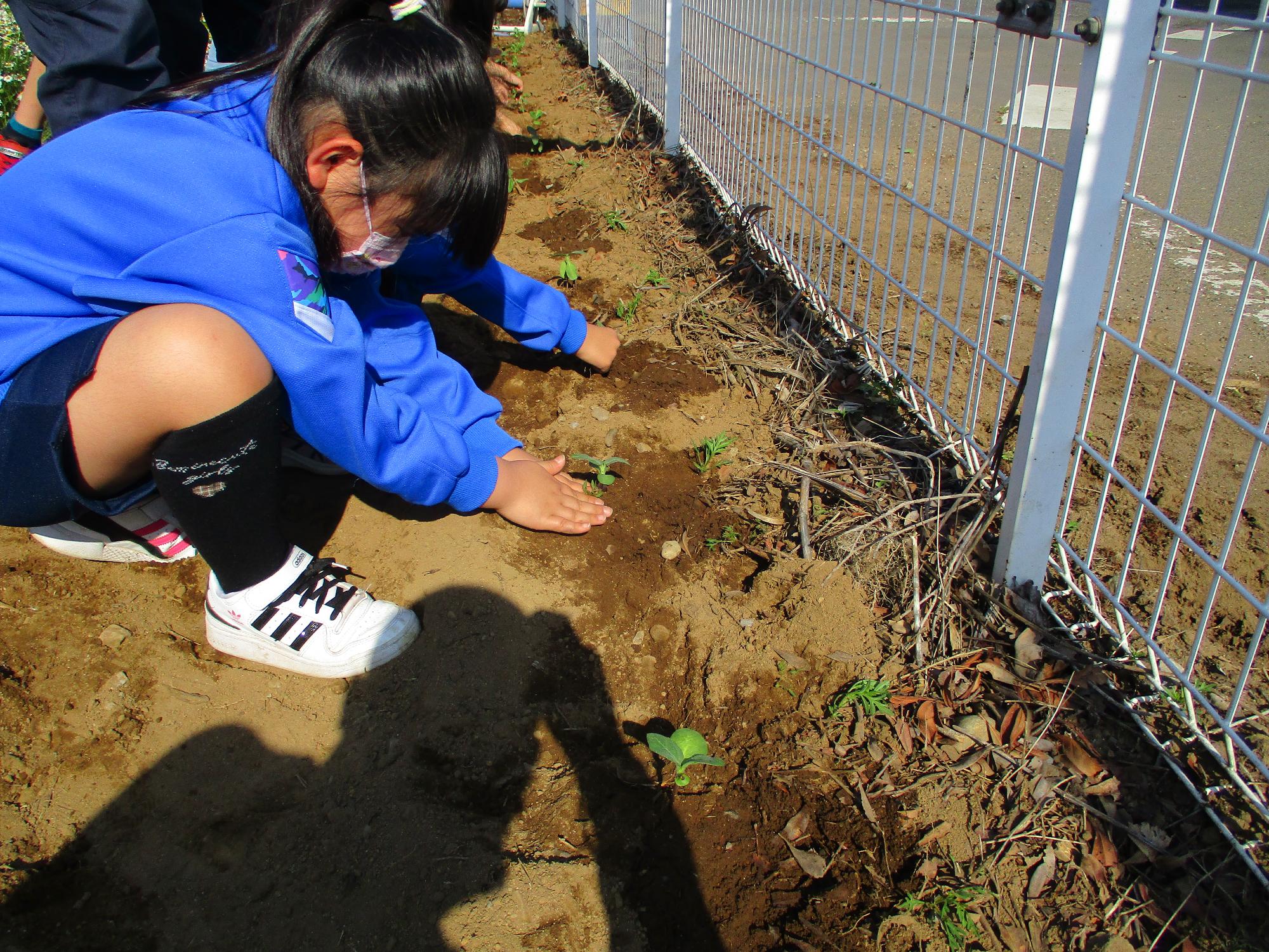 ひまわりを植えている様子