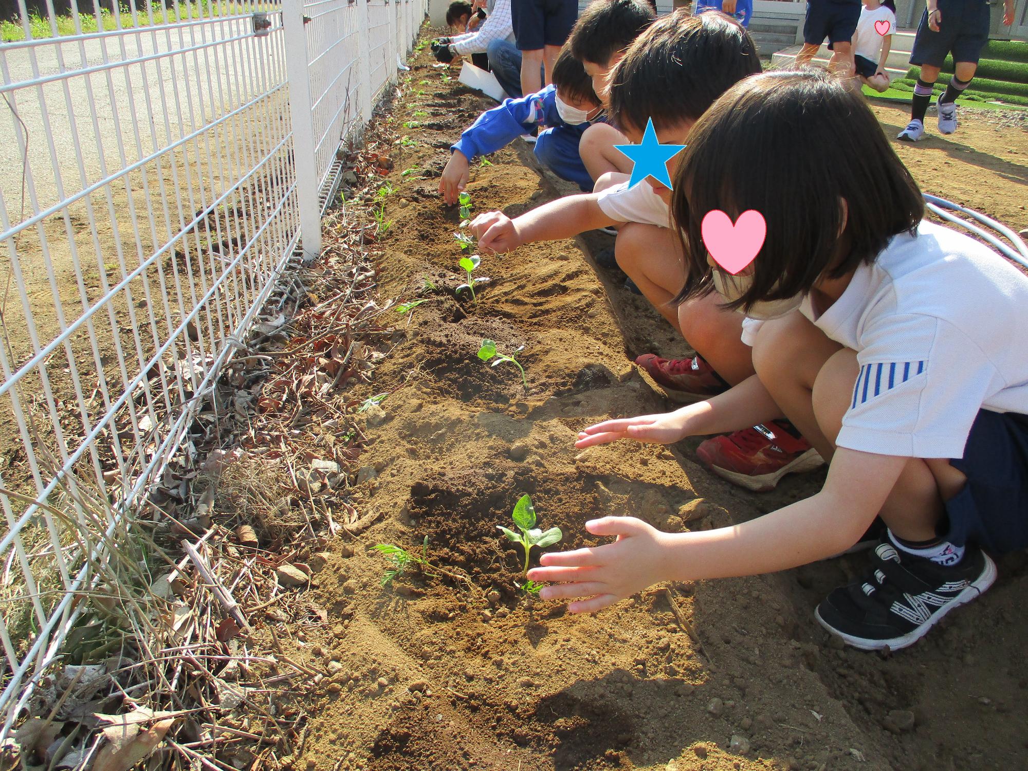 ひまわりを植えている子供たち