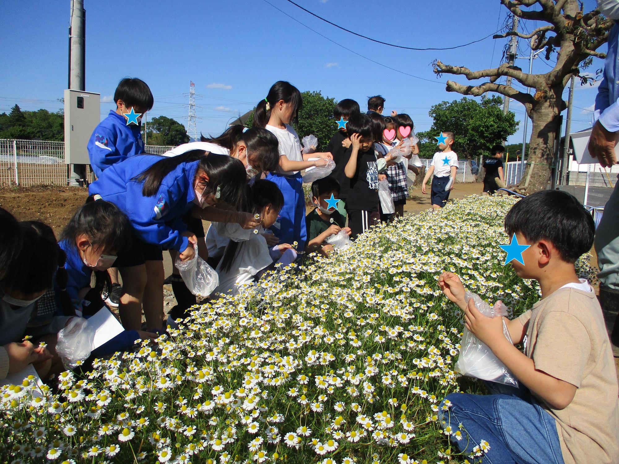 カモミールのお花摘みをしている様子