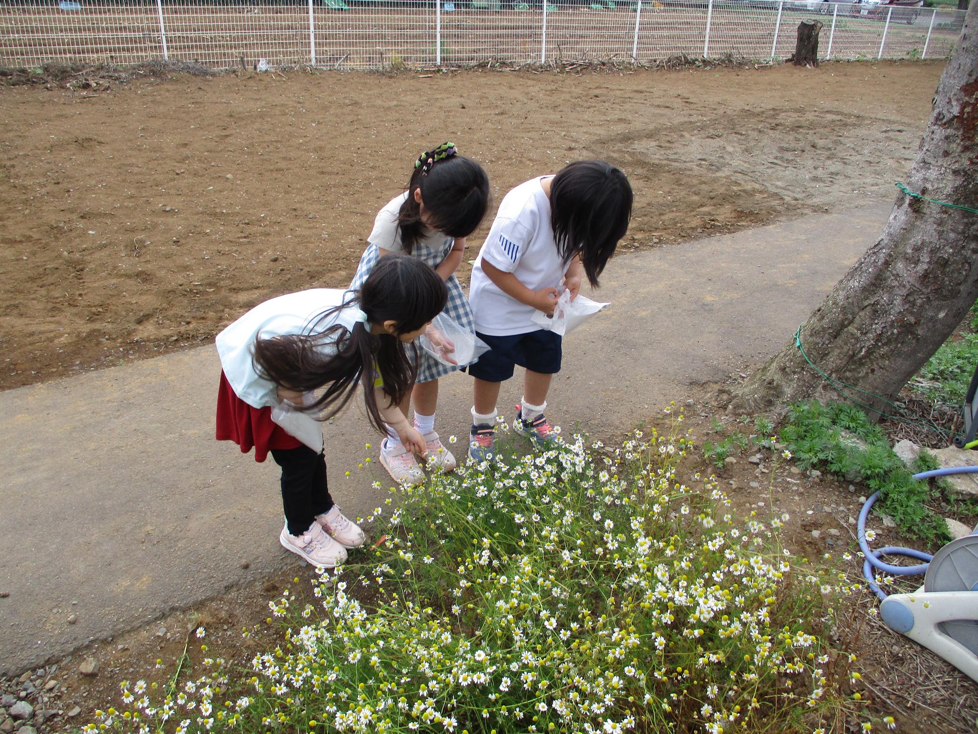 カモミールを摘む子どもたち