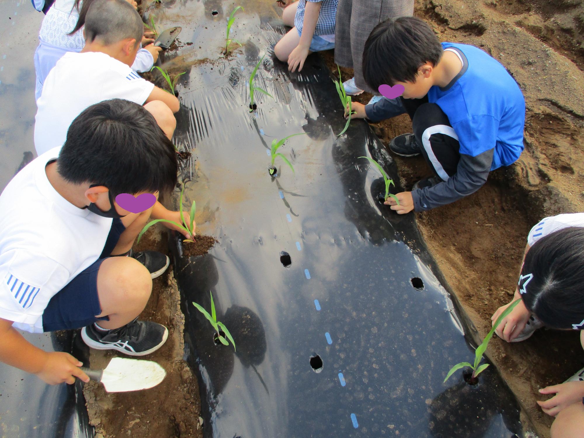 ていねいにポップコーンを植える園芸部員