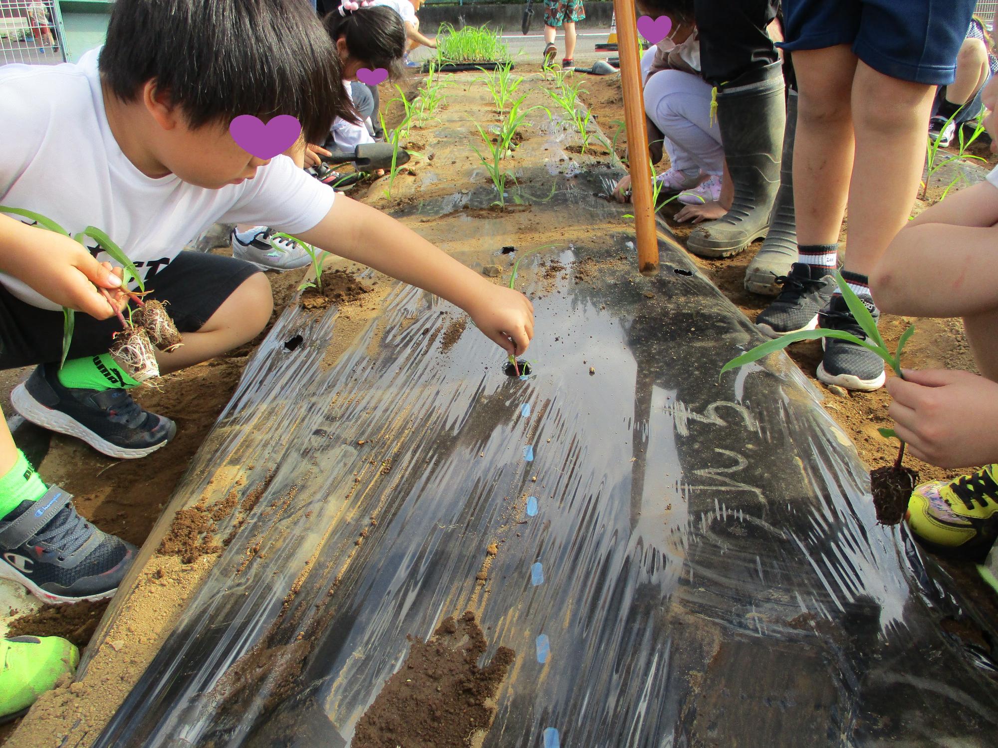 みんなで協力して植える園芸部員