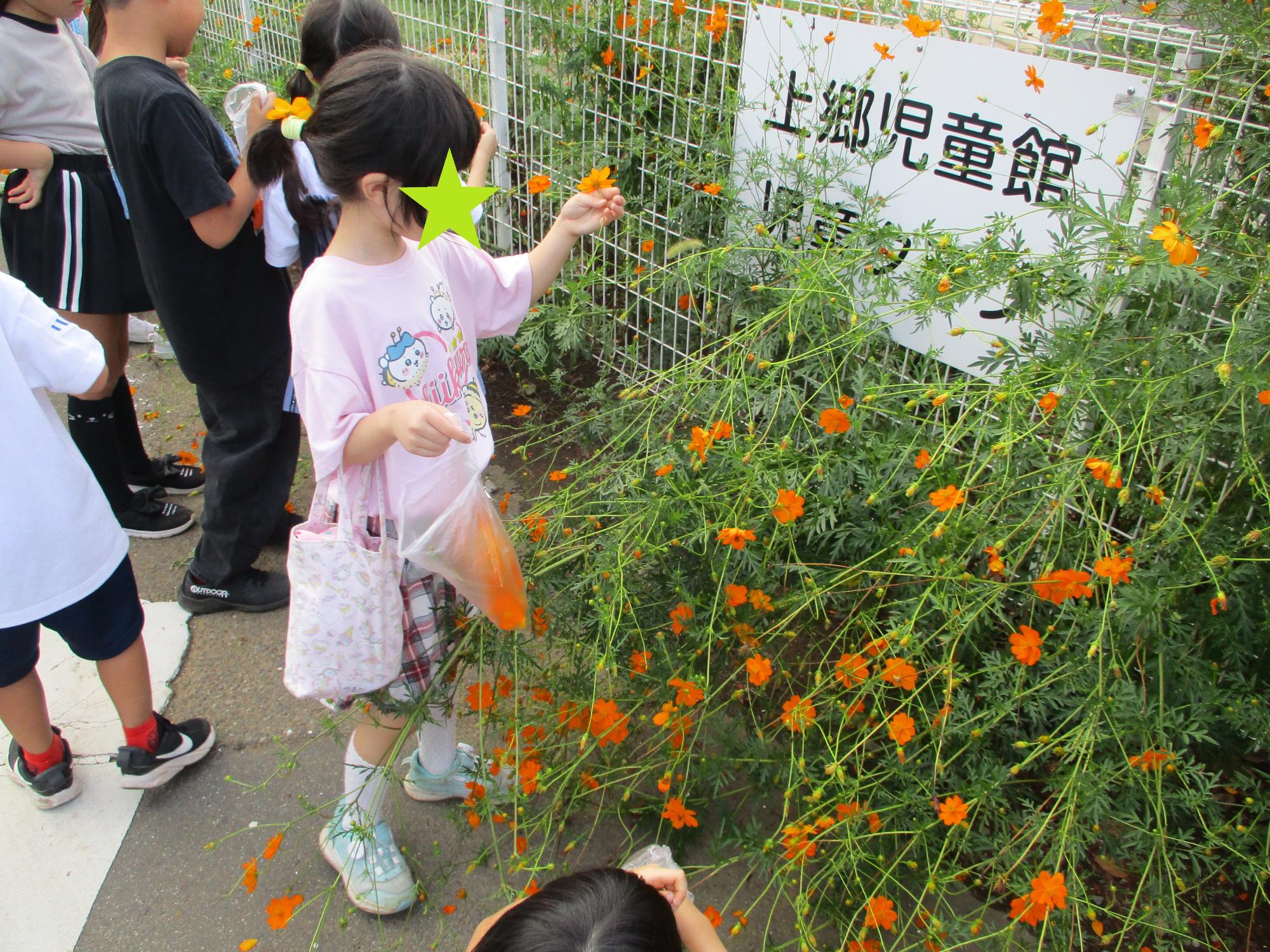キバナコスモスのお花を摘む子どもたち