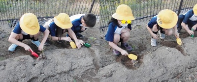 子どもたちがそれぞれの場所で穴を掘っていき芋を掘り当てている様子の写真