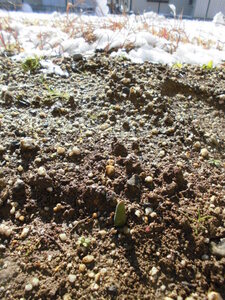雪のない地面から草の芽が出ている様子の写真
