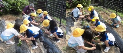 子どもたちがマルチシートを敷いた畝に花とさつまの苗を植えている様子