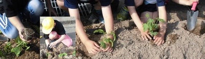子どもたちがゴーヤの苗の植えている写真