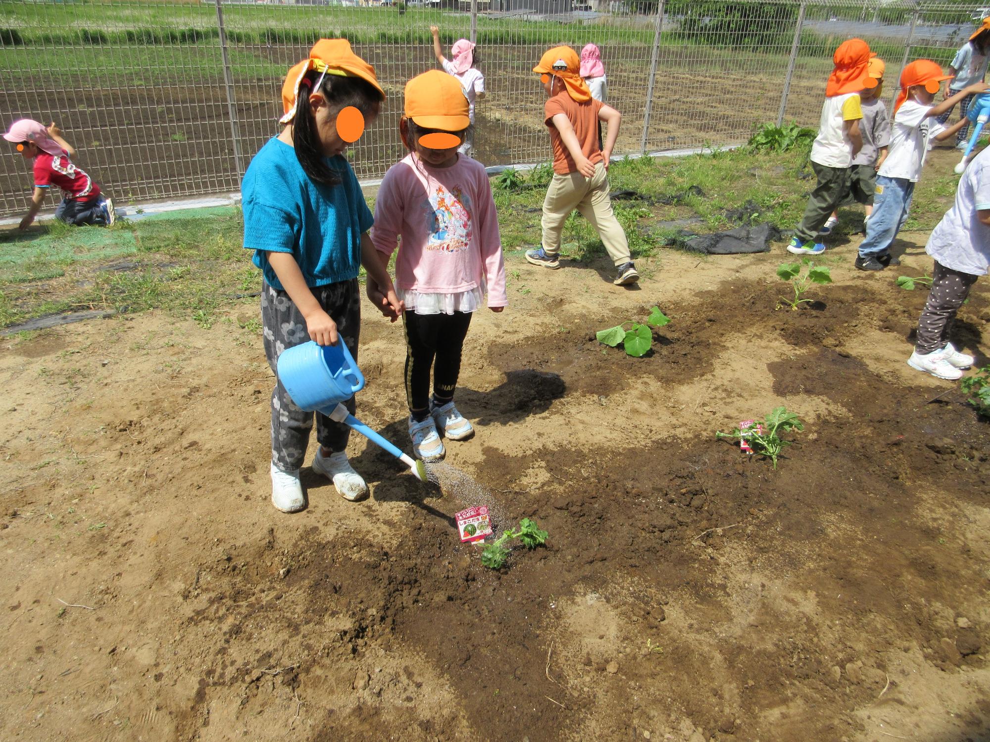 かぼちゃとすいかにじょうろで水をかけています。