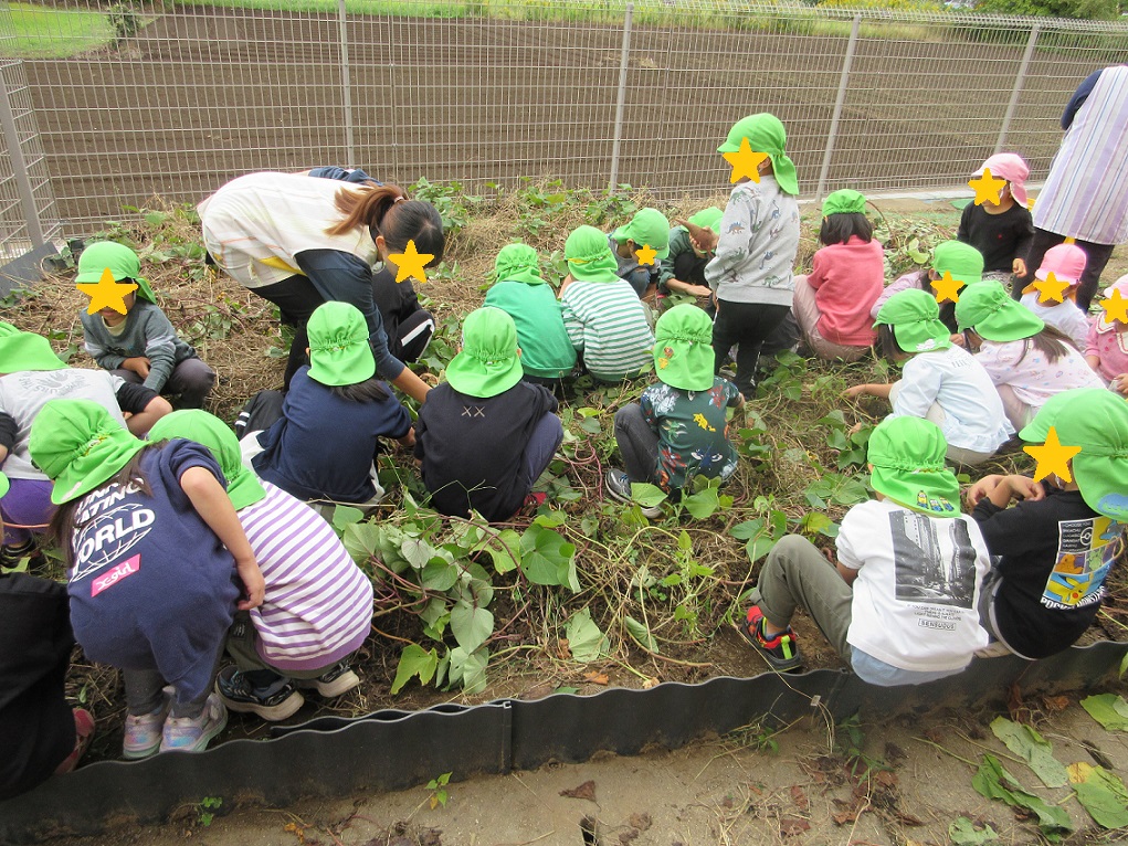 芋掘りをするすみれ組