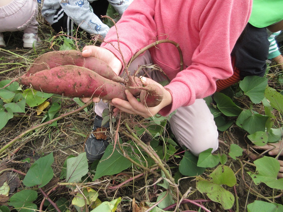 採れた芋