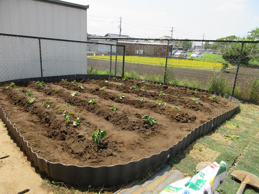 さつまいもを植え終えた畑