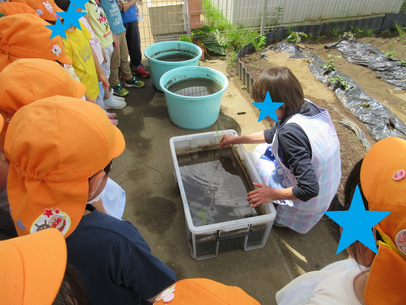 田植え