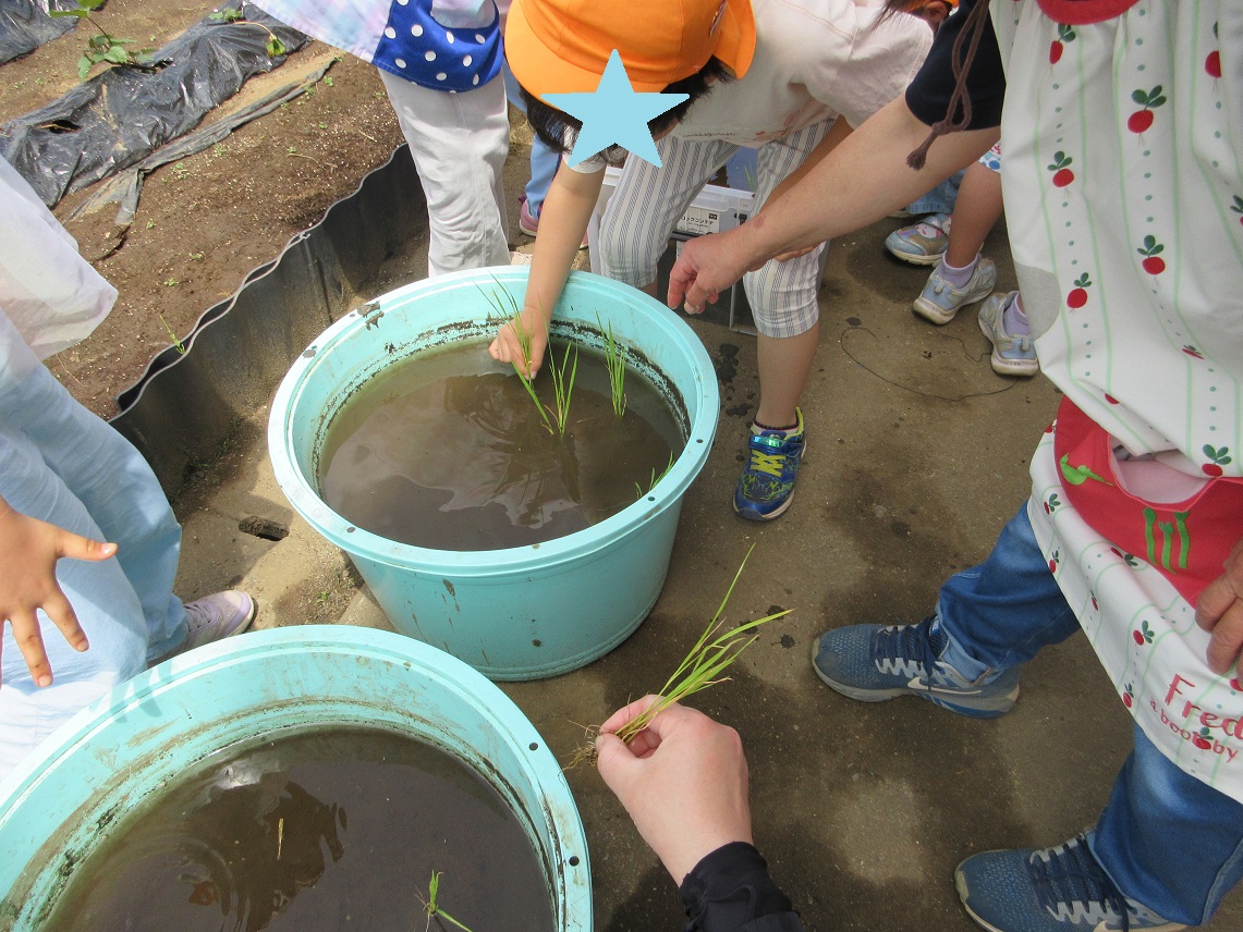 田植え