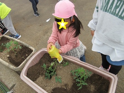 ミニトマトの苗を植えている女の子の写真