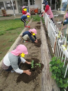 子ども達がスイカの苗を植えている様子の写真
